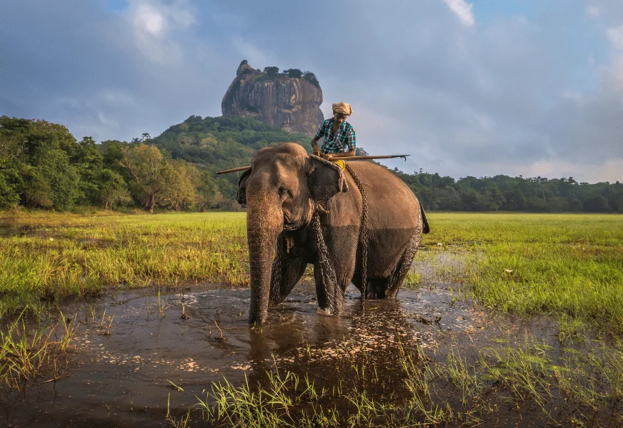 Adventure activities in Sri Lanka - Elephant safari, surfing, whale watching