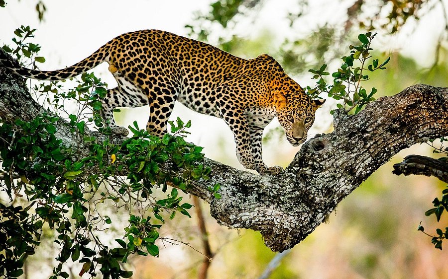 Safari Experience